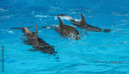 Dolphins swimming in pool at marine mammal park