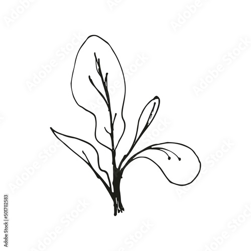 Radish of microgreens doodle illustration. Vector hand drawn sketch art.