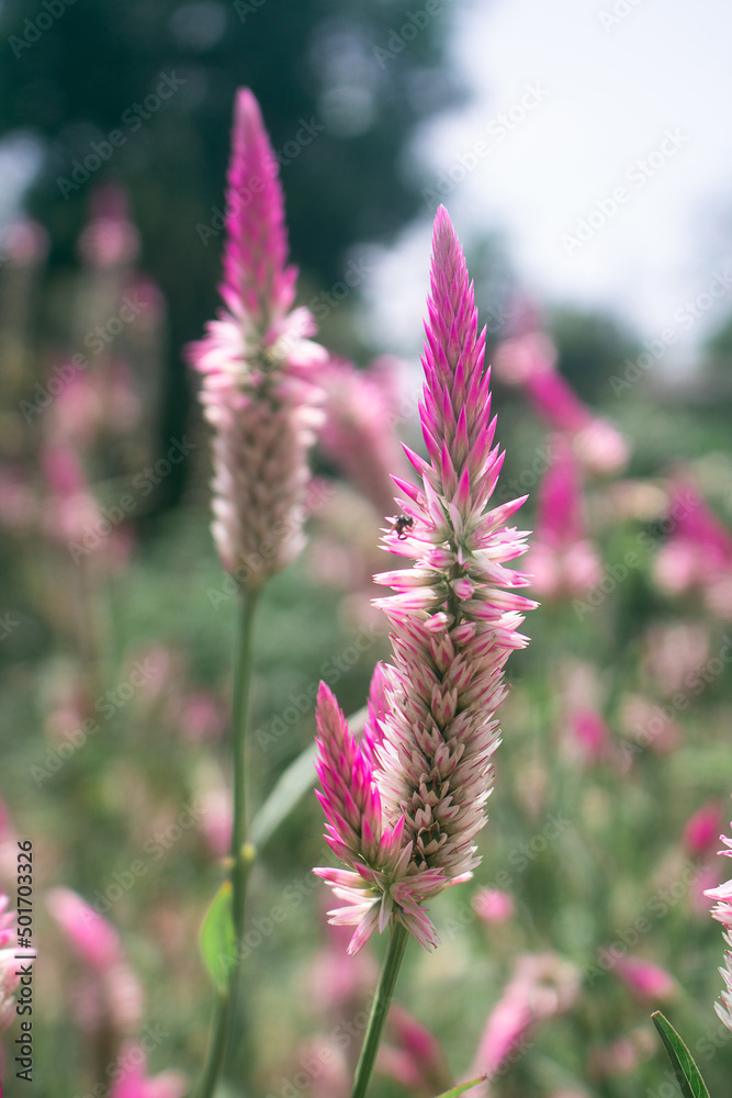 Pink Cockscomb Celosia flowers bloom in the meadow Pink Cockscomb Celosia flowers bloom in the meadow