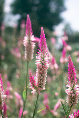 Pink Cockscomb Celosia flowers bloom in the meadow