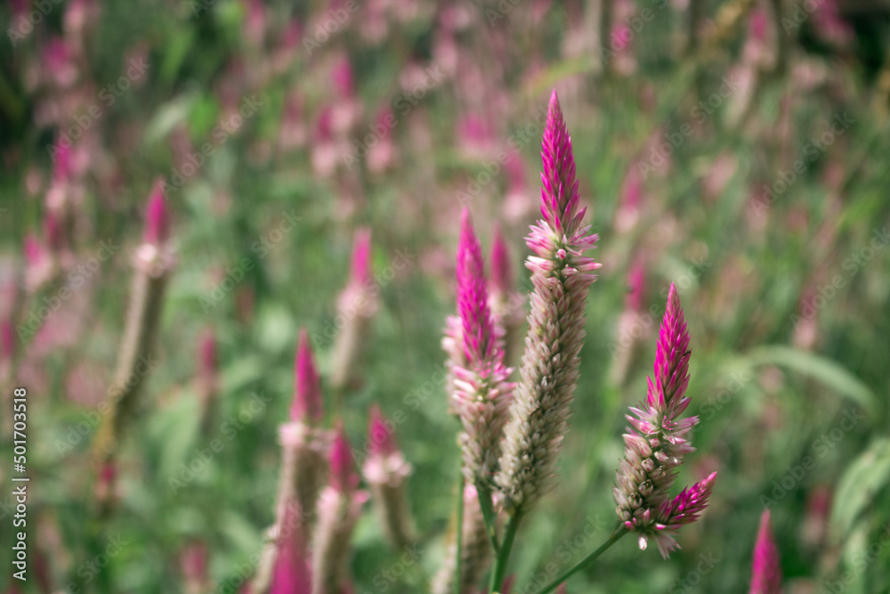 Pink Cockscomb Celosia flowers bloom in the meadow Pink Cockscomb Celosia flowers bloom in the meadow