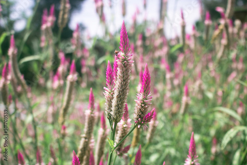Pink Cockscomb Celosia flowers bloom in the meadow