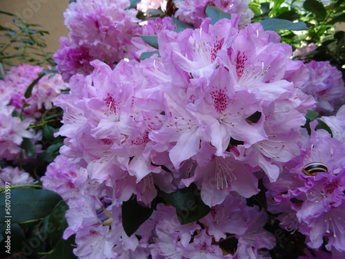 Rhododendron
