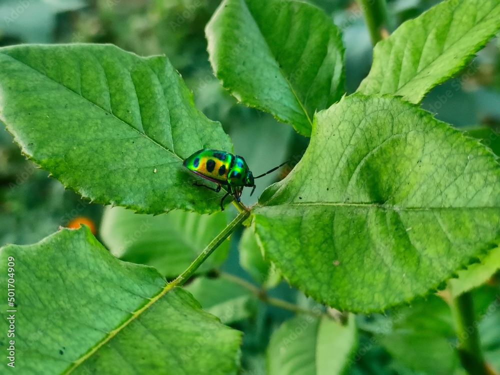 A Jewel Bug in the midst of Nature. A Jewel Bug in the midst of Nature.