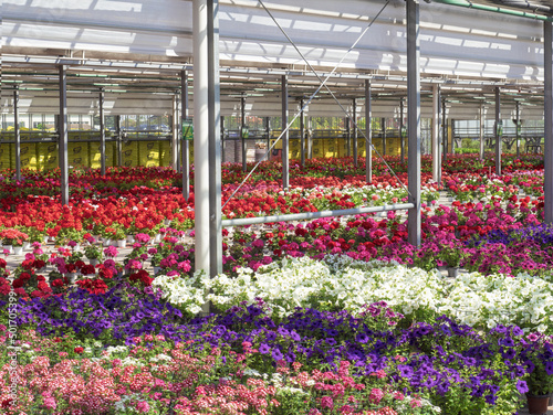 Commercial nursery flower growing. Colorful rows of houseplants growing in a greenhouse