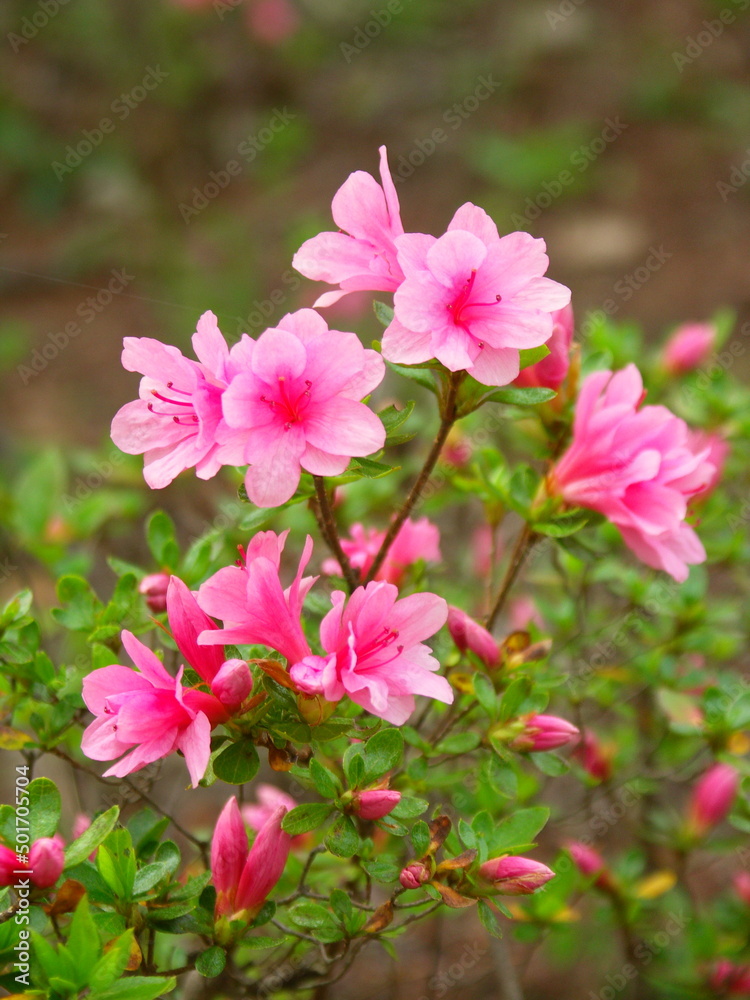 公園に咲く満開のピンクの躑躅の花 公園に咲く満開のピンクの躑躅の花