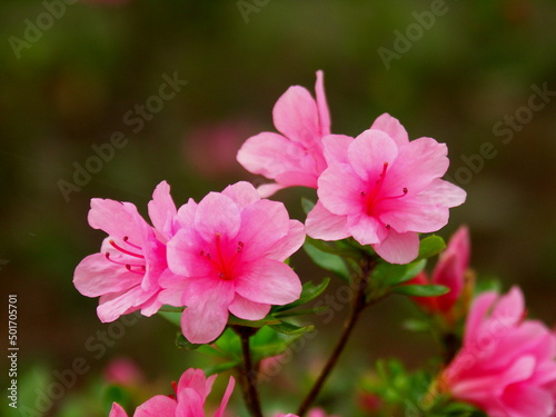 Fototapeta Naklejka Na Ścianę i Meble -  公園に咲く満開のピンクの躑躅の花