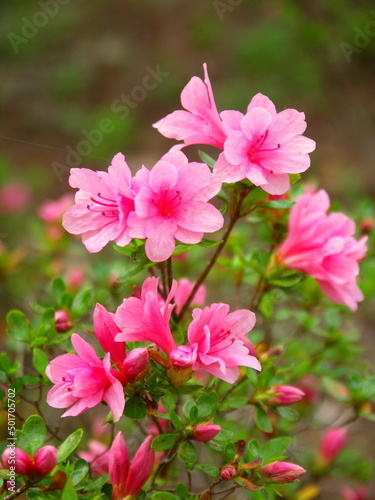 公園に咲く満開のピンクの躑躅の花 © smtd3