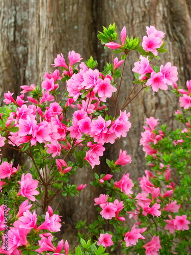 公園に咲く満開のピンクの躑躅の花