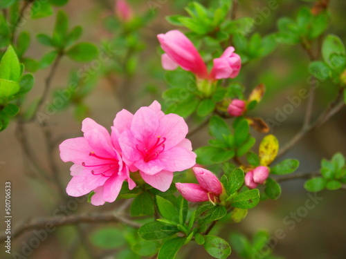 公園に咲く満開のピンクの躑躅の花