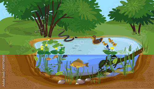 Ecosystem of pond with different animals (birds, insects, reptiles, fishes, amphibians) in their natural habitat. Schema of pond ecosystem structure for biology lessons photo