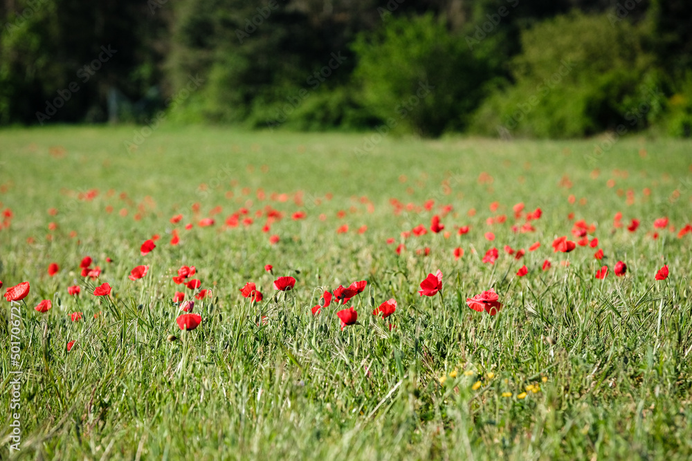 Coquelicots