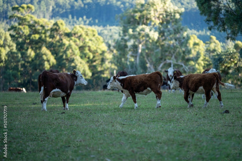 Close up of cows in the field, herefords,Angus and Murray Grey beef Cattle eating long pasture in spring and summer. under trees, in tasmania, Australia. Close up of cows in the field, herefords,Angus and Murray Grey beef Cattle eating long pasture in spring and summer. under trees, in tasmania, Australia.