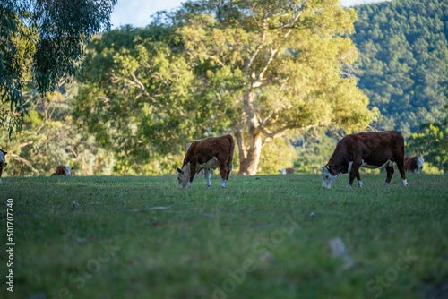 Stud Calf sucking and drinking milk from its mother cow in a field of lush grass  in spring. breeds include angus  murray grey  wagyu  speckled park.