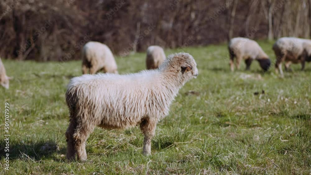 Owce i pasterstwo - ujęcia statyczne i z drona 
Sheep from dron 