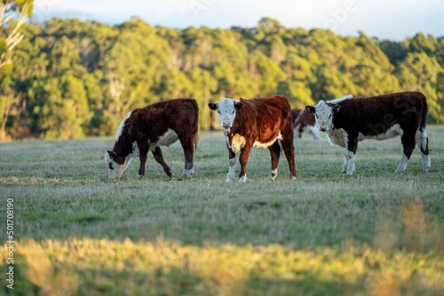 Close up of Stud Beef bulls and cows grazing on grass in a field, in Australia. eating hay and silage. breeds include speckle park, murray grey, angus, brangus and wagyu.