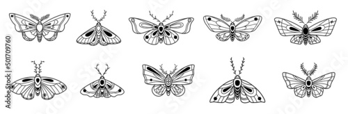 Moth vector illustrations