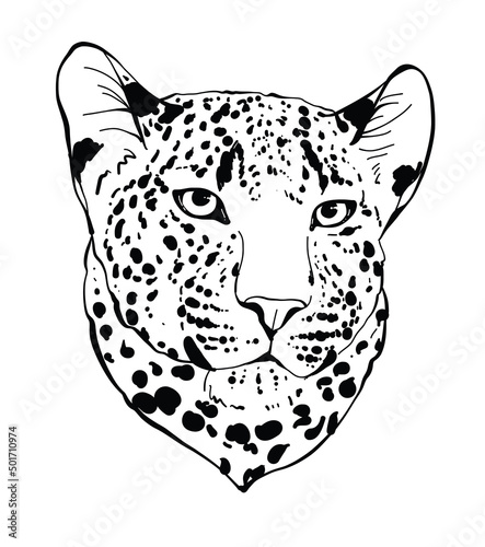 Beautiful Leopard head in vector,doodle style, big cat, wild animal