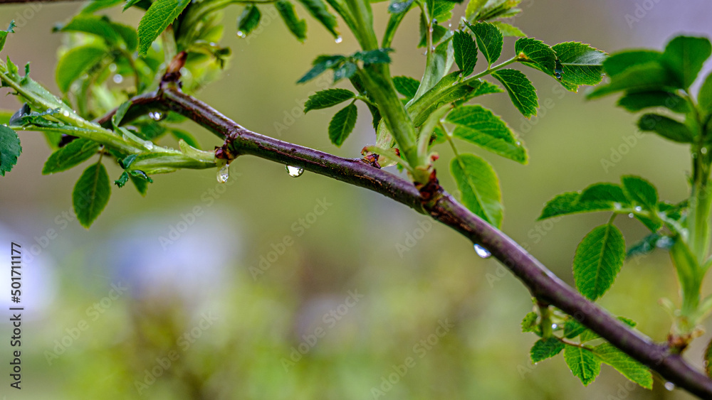 Regentropfen an einem Zweig nach dem Regen