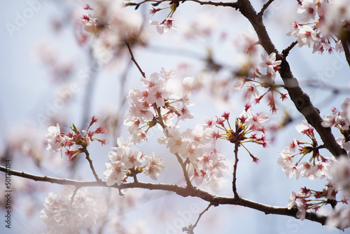 桜 さくら サクラ Cherry Blossom in Tokyo Japan