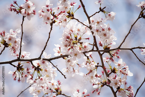 桜 さくら サクラ Cherry Blossom in Tokyo Japan