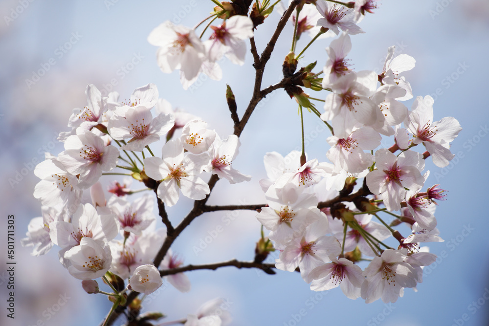 桜 さくら サクラ Cherry Blossom in Tokyo Japan