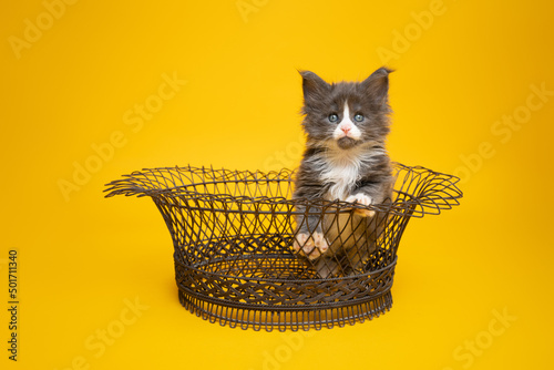 cute tuxedo blue white maine coon kitten inside of wire basket looking at camera curiously on yellow background with copy space
