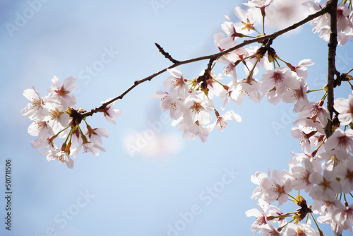 桜 さくら サクラ Cherry Blossom in Tokyo Japan