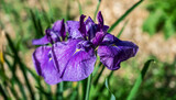 Purple flower of iris. Selective focus.