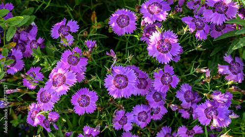 Flowers of violet carnation in the garden. Selective focus.