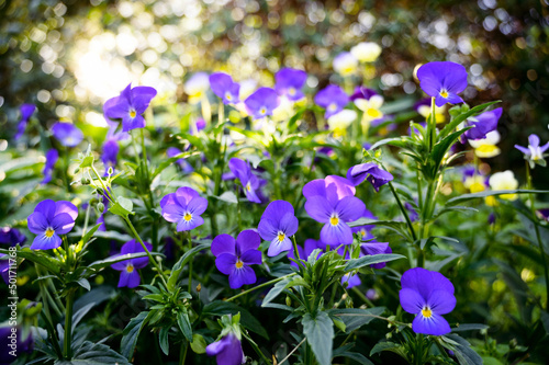 Flowers of violets in the garden. Selective focus.