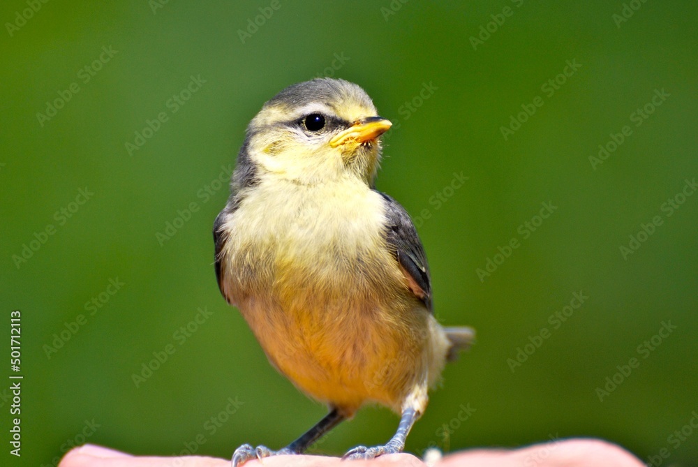 Fototapeta premium Baby bird