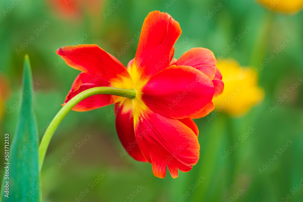 Red and yellow tulip flower on blurred, smooth, soft green background, with selective focus, opened as a disk Red and yellow tulip flower on blurred, smooth, soft green background, with selective focus, opened as a disk