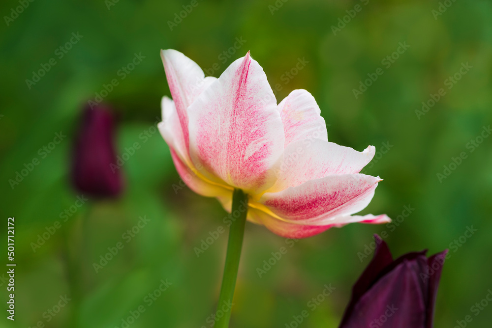 Pink and white tulip flowers on blurred green and red background, with selective focus, opened as a disk Pink and white tulip flowers on blurred green and red background, with selective focus, opened as a disk