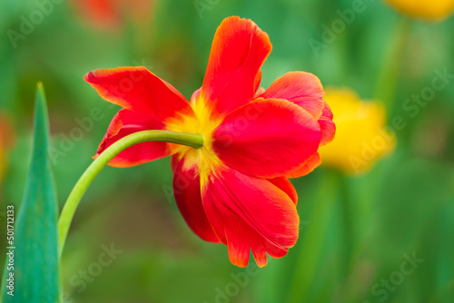 Red and yellow tulip flower on blurred  smooth  soft green background  with selective focus  opened as a disk