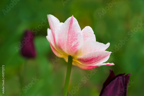 Pink and white tulip flowers on blurred green and red background  with selective focus  opened as a disk