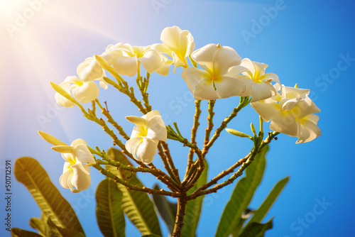 White plumaria flowers photo