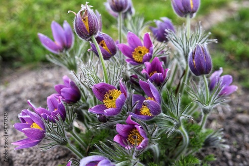 Pasque flower, beautiful spring flowers, Pulsatilla vulgaris.