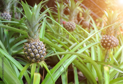 young pineapple on the farm Fresh tropical fruit on a tree in the garden