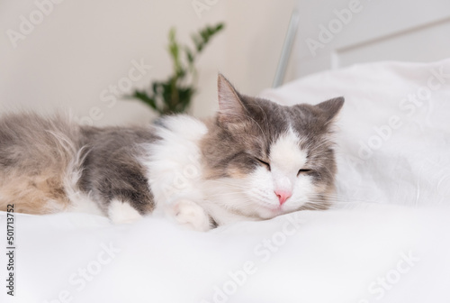 A cute gray cat lies at home in a cozy bed.