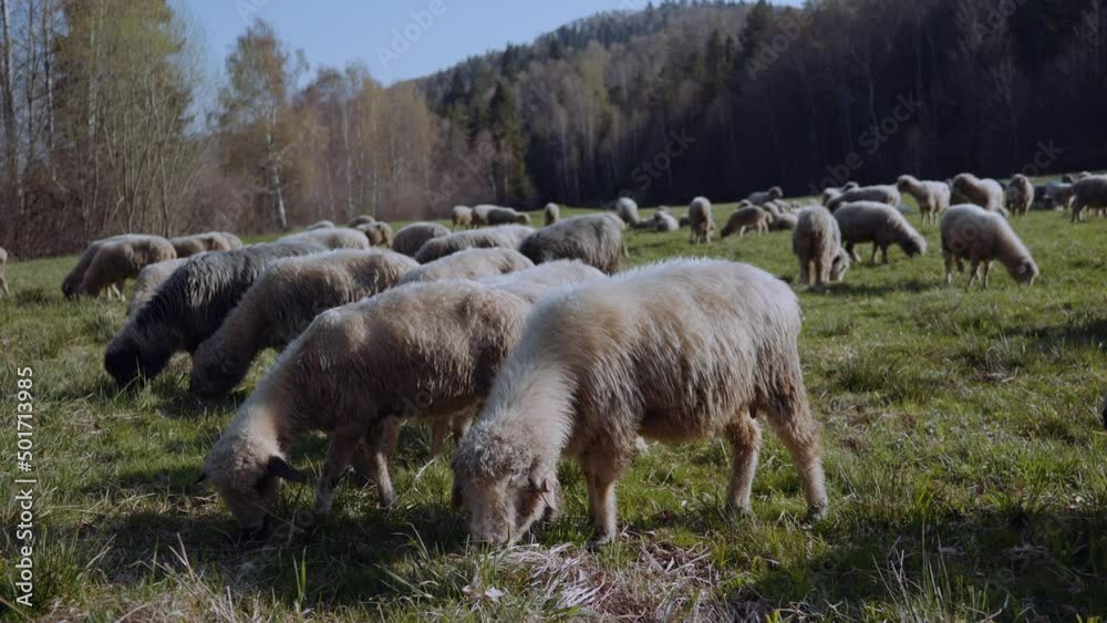 Owce i pasterstwo - ujęcia statyczne i z drona
Sheep from dron Owce i pasterstwo - ujęcia statyczne i z drona
Sheep from dron