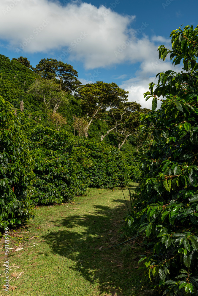 An organic coffee farm in the mountains of Panama, with red coffee cherries ready for harvest, Chiriqui highlands, Panama