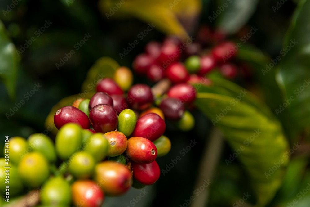 Raw red coffee cherries on tree branch in coffee plantation on Chiriqui highland mountains, Panama, Central America Raw red coffee cherries on tree branch in coffee plantation on Chiriqui highland mountains, Panama, Central America