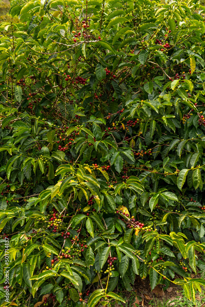 Fototapeta premium An organic coffee farm in the mountains of Panama, with red coffee cherries ready for harvest, Chiriqui highlands, Panama