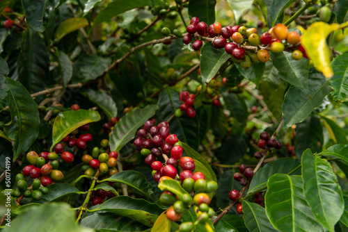 An organic coffee farm in the mountains of Panama. The red coffee cherries are ready for harvest