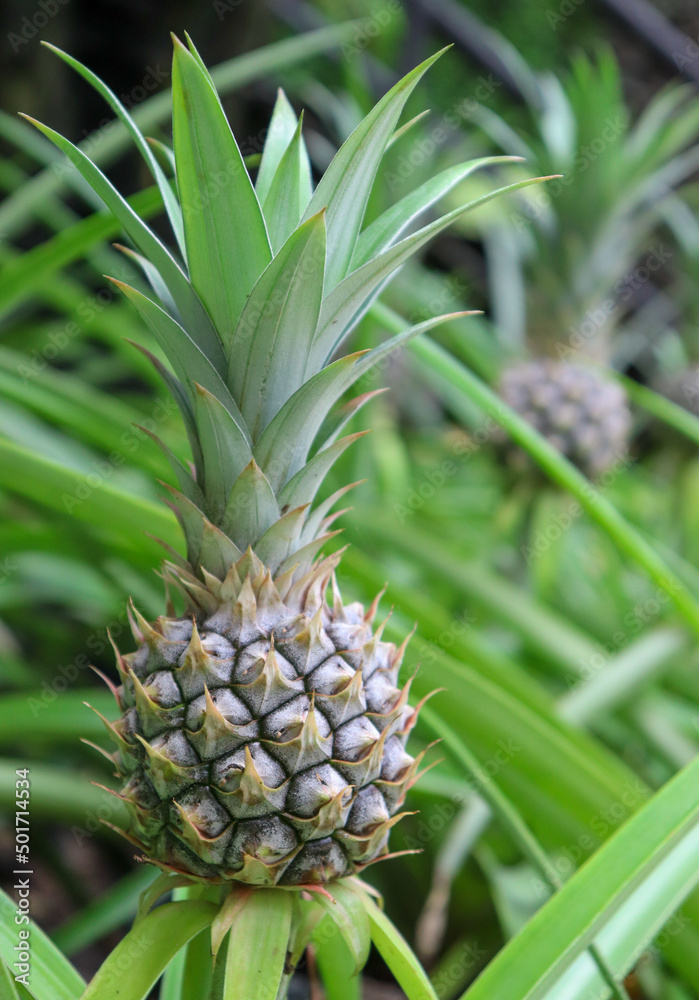 young pineapple on the farm Fresh tropical fruit on a tree in the garden young pineapple on the farm Fresh tropical fruit on a tree in the garden
