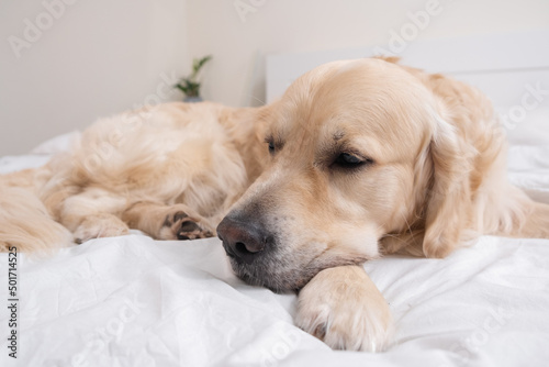 Cute dog sleeping under a white blanket. Golden Retriever lies and rests in a cozy bed.