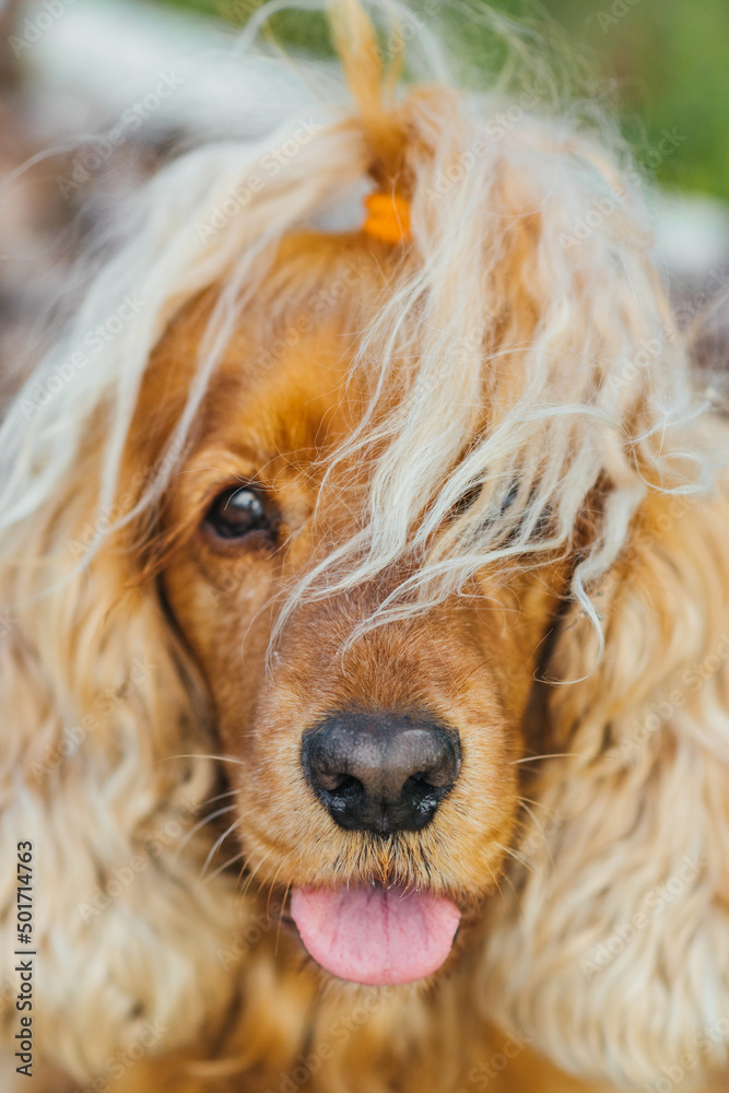Fototapeta premium red english cocker spaniel dog portrait with hairstyle