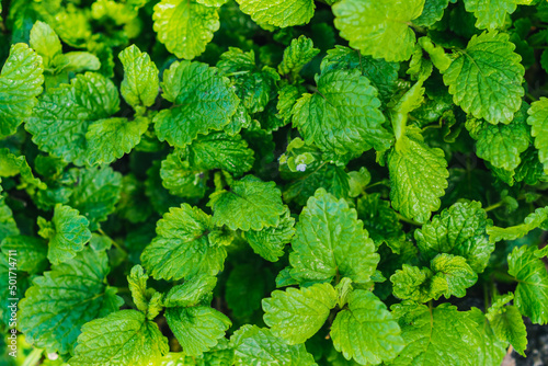 glade of green fresh mint in the vegetable garden