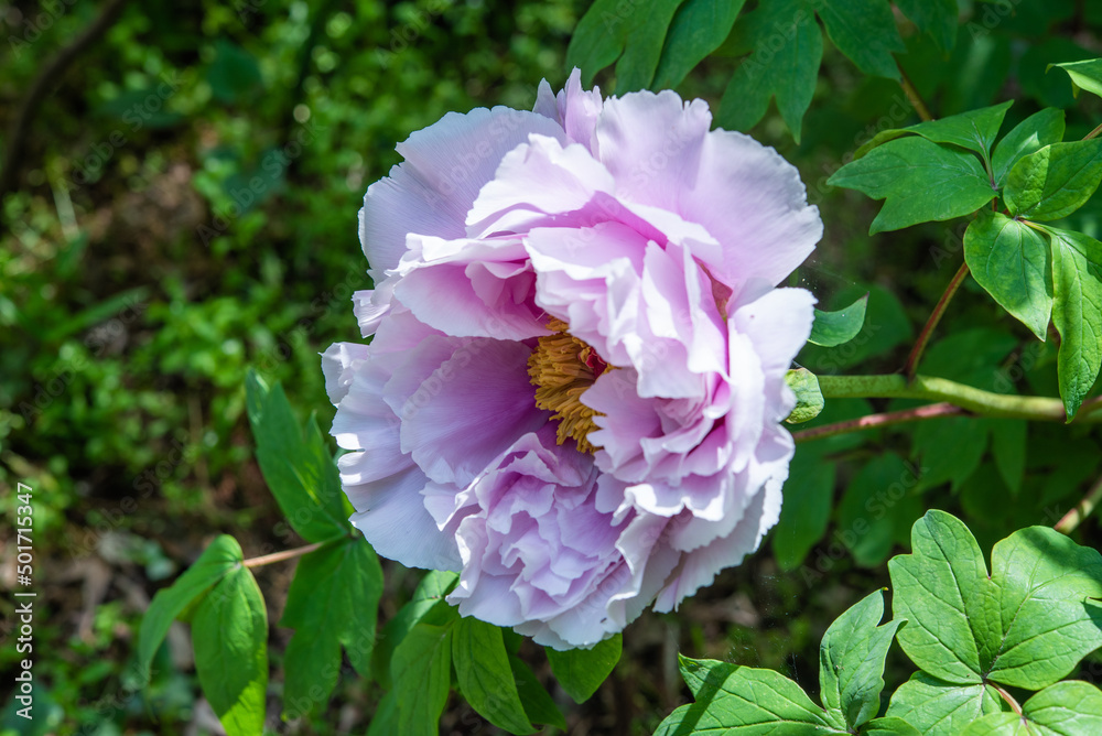 Obraz premium 紫の牡丹 グラデーション 一輪 